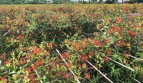 ஒட்டன்சத்திரம் அருகே பொருளூரில் பூத்துக்குலுங்கும் செங்காந்தள் மலர்கள்.