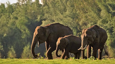 தமிழகத்தில் யானை வழித்தடங்கள் குறித்து பிப்ரவரியில் அரசிடம் அறிக்கை தாக்கல்: வனத்துறை தகவல்