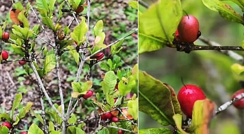 கொடைக்கானலில் காய்த்து குலுங்கும் ‘மிராக்கிள் ஃப்ரூட்’ - என்ன ஸ்பெஷல்?
