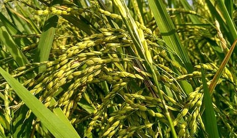 இயற்கை விவசாயம் காக்க...