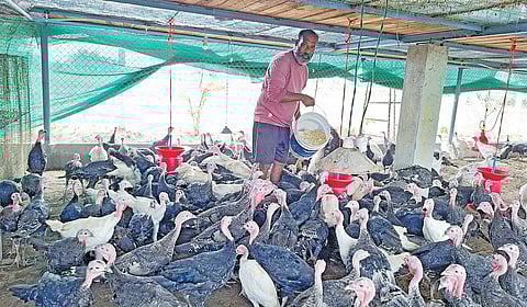 அரை ஏக்கரில் அசத்தும் குடும்பம் பண்ணைத்தொழிலில் ‘வெற்றி’ வேல்!