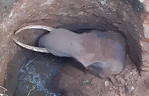 சத்தீஸ்கர் வனச்சரணாலய கிணற்றில் விழுந்த 4 யானைகள் மீட்பு