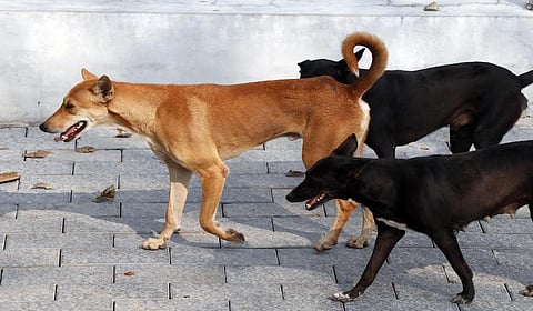 சென்னை | 9 வயது சிறுவனை கடித்து குதறிய நாய்