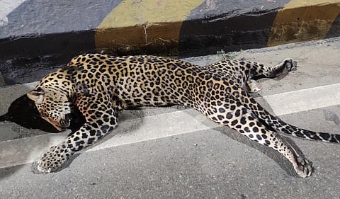 விக்கிரவாண்டி தேசிய நெடுஞ்சாலையில் வராக நதி ஆற்று பாலத்தில் மர்மமாக இறந்து கிடந்த 3 வயது ஆண் சிறுத்தை.