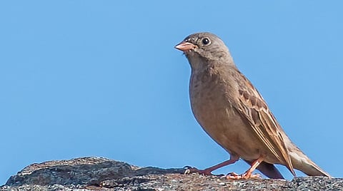 நாகமலை குன்றுக்கு வெளிநாட்டுப் பறவைகள் வருகை!