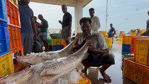 பாம்பனில் சிக்கிய இரண்டு கூறல் மீன்கள்.