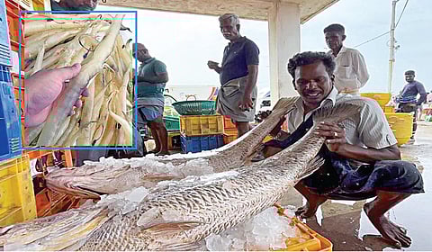 பாம்பனில் சிக்கிய 2 கூறல் மீன்கள். (உள்படம்) கூறல் மீனின் வயிற்றுப் பகுதியில் இருந்து எடுக்கப்பட்ட நெட்டி.