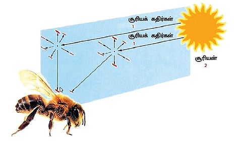 தேனீக்களுக்கு வழிகாட்டும் மின்புலத்திசை | இயற்கையில் அறிவியல் 05