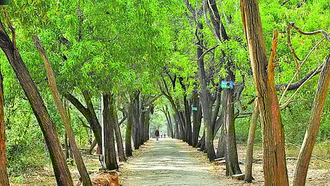 மரங்களைப் பாதுகாக்கச் சட்டம் வருமா?