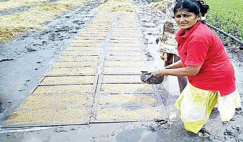 பாரம்பரிய விதை நெல் தெளிக்கும் கவிதா.