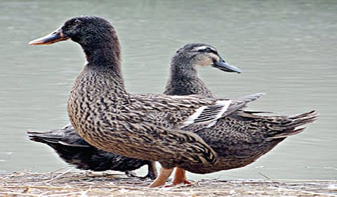 வாழ்க்கையை உயர்த்தும் வாத்து வளர்ப்பு!