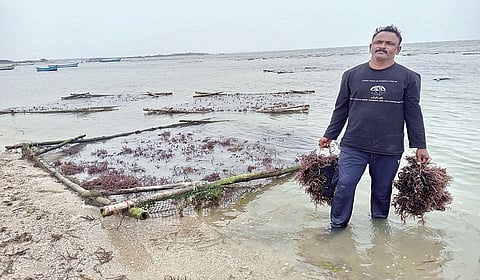 கடலில் மிதவைகள் அமைத்து பாசி வளர்க்கும் முகம்மது நூஹ்.