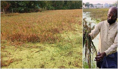 10 ஏக்கர் குறுவை நெற்பயிரை காப்பாற்ற 5 ஏக்கர் நெற்பயிரை அழித்த கும்பகோணம் விவசாயி!