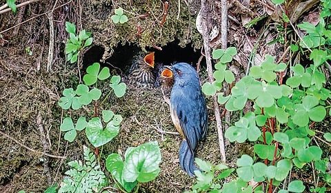 ஒளிப்படங்கள்: அருந்தவச்செல்வன்