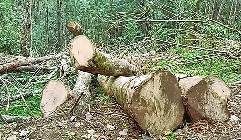 தாண்டிக்குடியில் வெட்டப்பட்டுள்ள மரங்கள்.