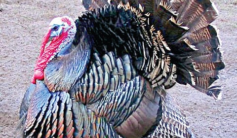 வளம் தரும் வான்கோழி வளர்ப்பு