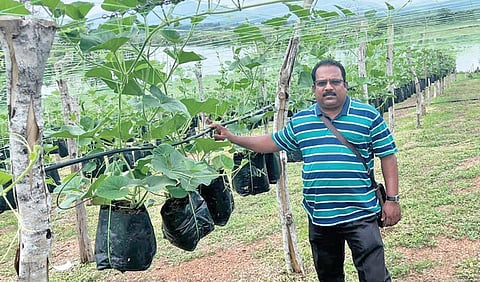 மலேசியாவில் தொங்கும் காய்கறித் தோட்டத்தில் சதீஷ்.