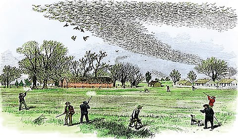 மார்த்தா: கடைசிப் புறா | வரலாறு முக்கியம் மக்களே! - 25