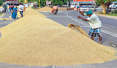 தஞ்சாவூர் மாவட்டம் ஒரத்தநாட்டில் ஈரமாக இருந்த நெல்மணிகளை சாலையில் கொட்டி உலரவைக்கும் பணியில் ஈடுபட்ட விவசாயி. (கோப்பு படம்)