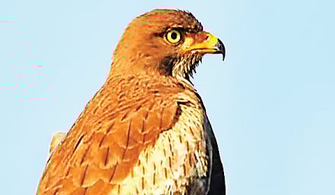 ஓர் ஏரியின் ராஜா!