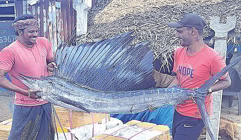 ராமேசுவரம் அருகேயுள்ள பாம்பனில் மீனவர்கள் வலையில் சிக்கிய 6 அடி நீள கத்தி மீன்.