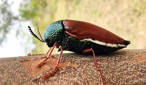 பொன் வண்டை அழகாக்கும் நானோ துகள் | இயற்கையில் அறிவியல் 07