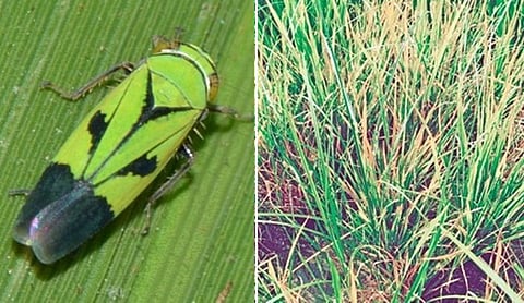 நெற்பயிர்களில் மகசூல் இழப்பை ஏற்படுத்தும் துங்ரோ நோய் பாதிப்பு - கட்டுப்படுத்துவது எப்படி?