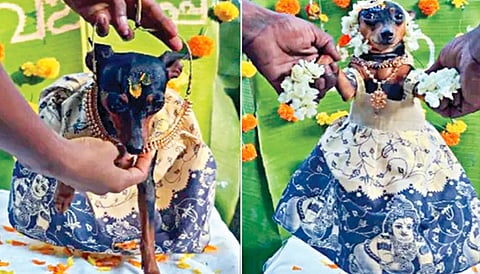 செல்லப் பிராணிக்கு வளைகாப்பு நடத்திய குடும்பத்தினர்!