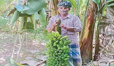 இயற்கை விவசாயத்தில் நாட்டு வாழைத்தார் சாகுபடி