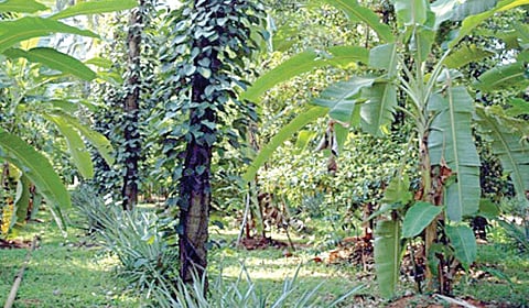 பிரதமர் வலியுறுத்திய பல்லடுக்கு வேளாண்மை