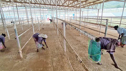 ஜல்லிக்கட்டு அரங்கில் காளைகள் அழைத்து வரப்படும் இடத்தில் தூய்மைப் பணி மேற்கொள்ளும் பணியாளர்கள்.