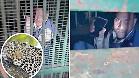 சிறுத்தைக்கு வைத்த கூண்டில் குடிபோதையில் சிக்கிய மனிதர்