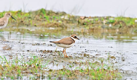 ஐரோப்பிய பட்டாணி உப்புக் கொத்தி