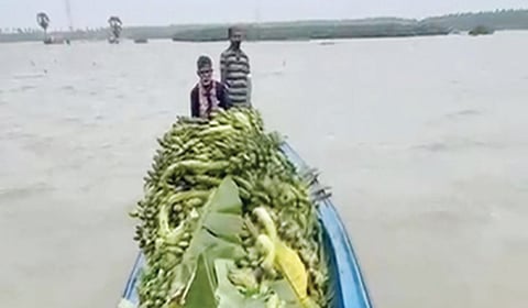 வாழைத்தார்களை அறுவடை செய்து படகு மூலம் கொண்டுவரும் விவசாயிகள்.