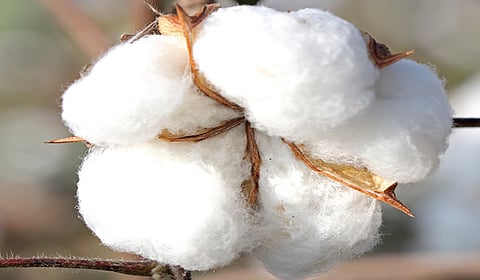 தமிழ்நாட்டில் பருத்தி சாகுபடியை ஊக்குவிக்க வேண்டும்