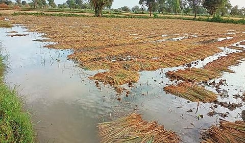 திருவாரூரில் கனமழையால் ஏற்பட்ட நெற்பயிர் பாதிப்பை கணக்கெடுக்கும் பணி தொடக்கம்