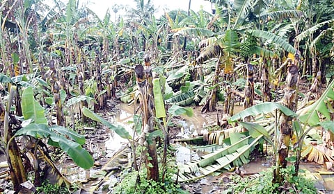 ஆறுபாதி பகுதியில் முறிந்து விழுந்துள்ள வாழை மரங்கள்.