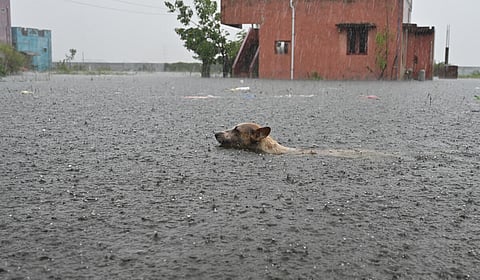 இடம்: செங்குன்றம் | படம்: எஸ். சத்தியசீலன்