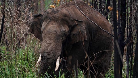 யானைகள் இடமாற்றத்துக்கு வழிகாட்டு நெறிமுறைகளை வகுக்க தமிழக அரசு நிபுணர் குழு அமைப்பு!