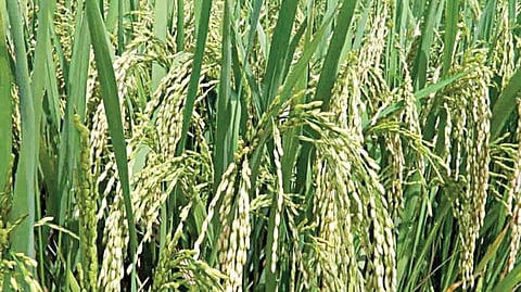 சிக்கலில் இருந்து விடுபட வழிகாட்டும் சிக்கிம்