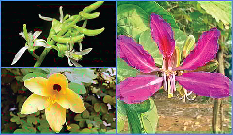 ஆத்தி/ஆர் மலர், மந்தாரை மலர், திருவாட்சி மலர்