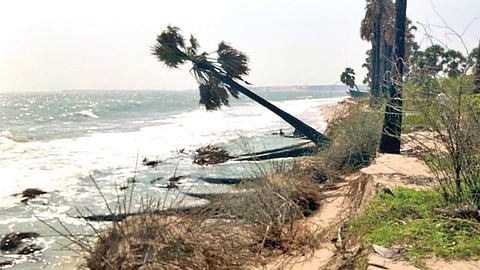 குலசேகரன்பட்டினம் கடற்கரையில் கடல் அரிப்பு ஏற்பட்டு வேரோடு சாய்ந்து கிடக்கும் பனை மரங்கள்.