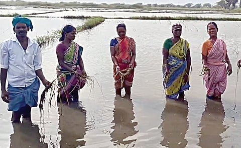 நாகை மாவட்டம் கீழப்பிடாகையில் வயலில் தண்ணீர் தேங்கியதால் அழுகிய நெற்பயிர்களுடன் விவசாயிகள்.