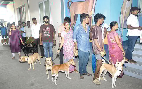 செல்லப் பிராணிகளுக்கு மைக்ரோ சிப் மற்றும் தடுப்பூசி போடுவதற்கான கால அவகாசம் நேற்றுடன் முடிவடைந்த நிலையில், புளியந்தோப்பில் உள்ள நாய்கள் கருத்தடை மையத்தில் வரிசையில் காத்திருந்த பொதுமக்கள். படங்கள்: எஸ்.சத்தியசீலன்