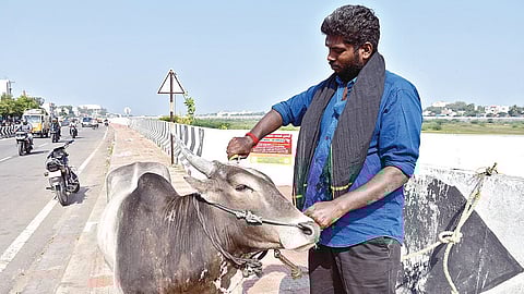 மதுரை வைகை தென்கரை பகுதியில் ஜல்லிக்கட்டு காளையை பயிற்சிக்கு அழைத்துச் செல்லும் உரிமையாளர். | படம்: எஸ்.கிருஷ்ணமூர்த்தி |