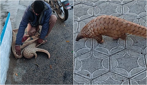 மேட்டூர் அணை பகுதியில் அரிய வகை எறும்பு தின்னி மீட்பு!