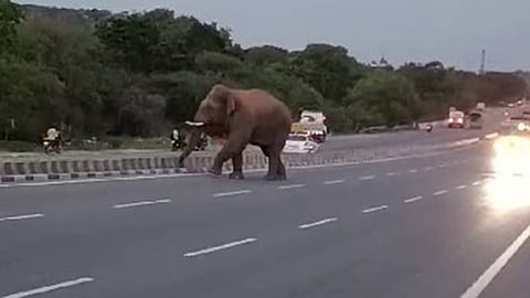 ஓசூர் - ஆந்திரா வனப்பகுதியில் யானைகள் வழித்தடம் 70% ஆக்கிரமிப்பு - விளை நிலங்களை வாழ்விடமாக்கும் வலசை யானைகள்!