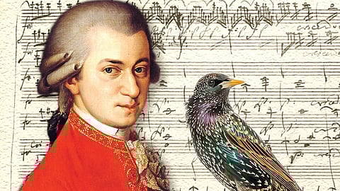 மொஸார்ட்டின் இசைப் பறவை! | வரலாறு முக்கியம் மக்களே! - 29
