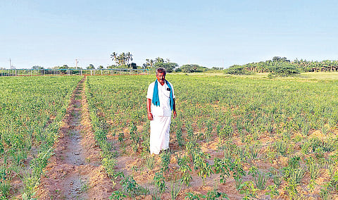 கமுதி தாலுகா, கோரைப்பள்ளம் மிளகாய் தோட்டத்தில் விவசாயி ராமர்.