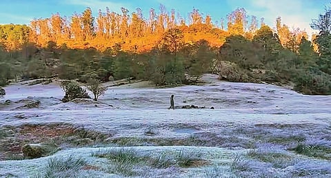 நீலகிரி மாவட்டம் அவலாஞ்சியில் உறைபனியால் வெண் கம்பளம் போர்த்தியதுபோல காட்சியளித்த புல்வெளி.